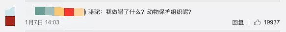 10亿生灵葬身火海 澳洲还要再杀10000只骆驼 - 16