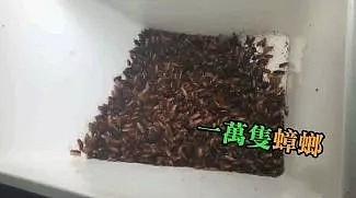 慎入！国外网红作死新招，用10000只蟑螂洗澡，密密麻麻爬满全身，相当恐怖！（组图） - 4