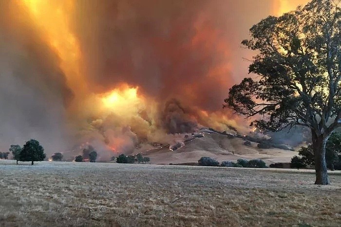 只给5分钟时间撤离！40℃下火情再恶化！维州宣布灾难状态延长！生态恢复需百年 - 4