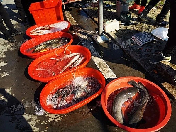 瓯海潘桥丁腰菜市场鱼摊 本文图片均来自微信公众号@温州晚报
