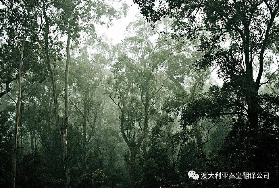 澳大利亚消防技术世界一流，为何山火难以扑灭？ - 2