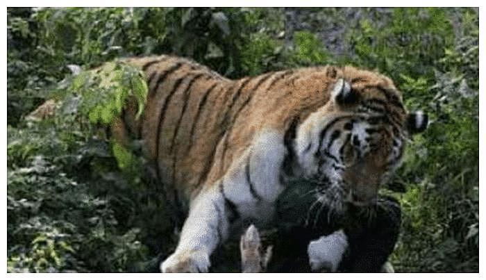 老虎把女饲养员当作雌虎，扑倒在地，随后发生的事让女子大哭不止