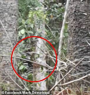 澳洲男子在灌木丛里发现神秘生物！还朝他扔树枝！网友：“你确定这不是从树上掉下来的？”（视频/组图） - 1