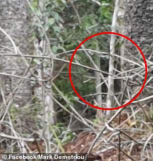 澳洲男子在灌木丛里发现神秘生物！还朝他扔树枝！网友：“你确定这不是从树上掉下来的？”（视频/组图） - 2