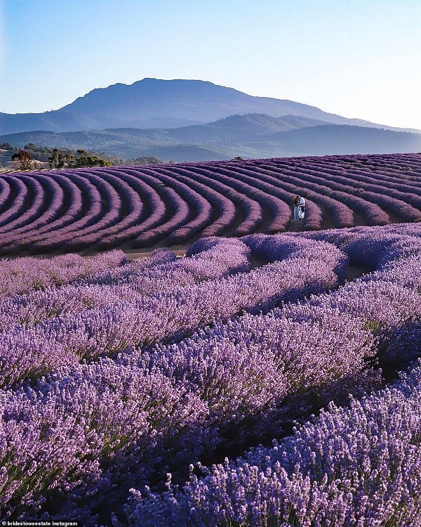 23316908-7879783-PICTURED_Bridestowe_Australia_s_biggest_lavender_farm_has_become-a-2_1578878765525.jpg,0