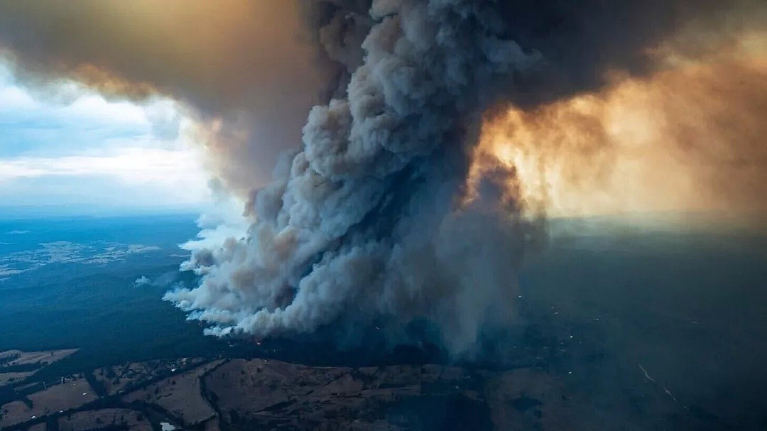 考拉领养攻略！近5亿动物葬身澳洲山火，8400只考拉消失！救救他们吧，只需$30！（组图） - 1