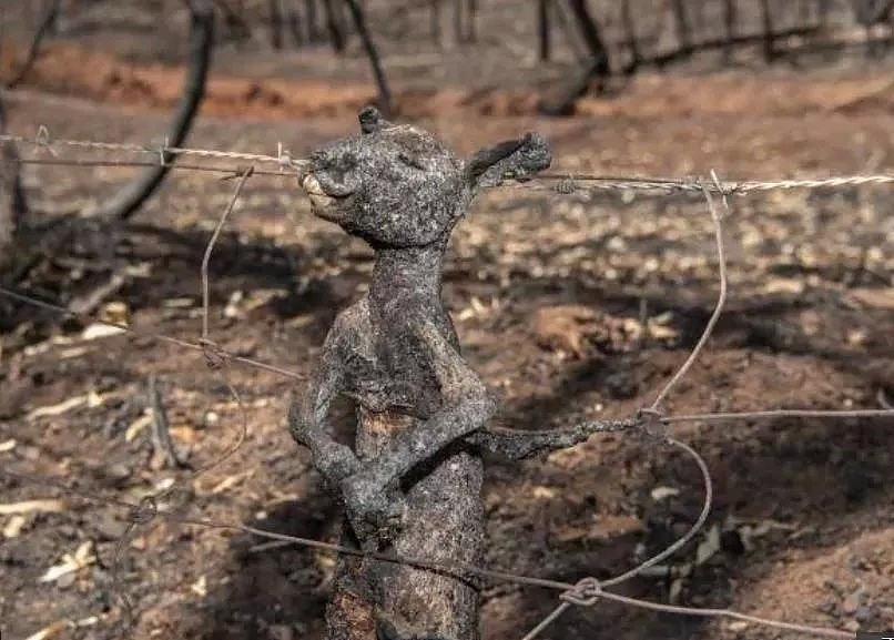 考拉领养攻略！近5亿动物葬身澳洲山火，8400只考拉消失！救救他们吧，只需$30！（组图） - 4