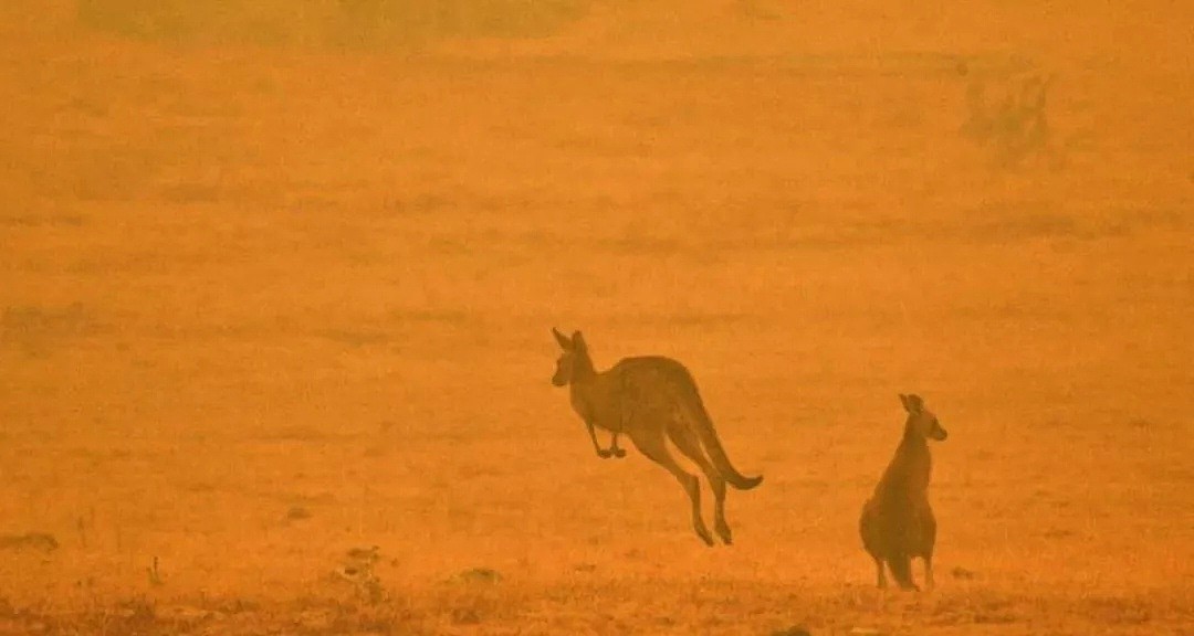 考拉领养攻略！近5亿动物葬身澳洲山火，8400只考拉消失！救救他们吧，只需$30！（组图） - 6