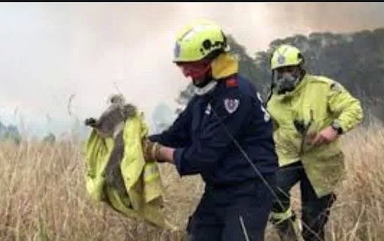 考拉领养攻略！近5亿动物葬身澳洲山火，8400只考拉消失！救救他们吧，只需$30！（组图） - 7