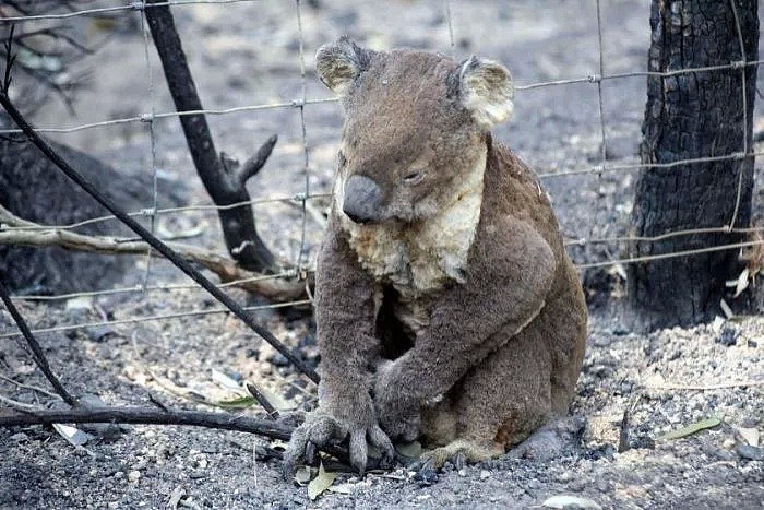 考拉领养攻略！近5亿动物葬身澳洲山火，8400只考拉消失！救救他们吧，只需$30！（组图） - 9