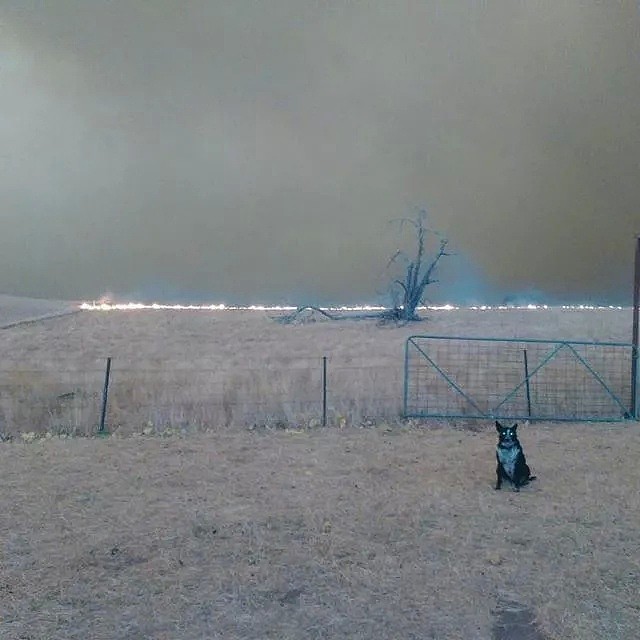 澳洲大火刷屏背后：总理在度假，一条狗却冲进火场（组图） - 4