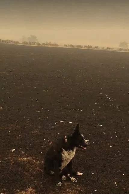澳洲大火刷屏背后：总理在度假，一条狗却冲进火场（组图） - 6