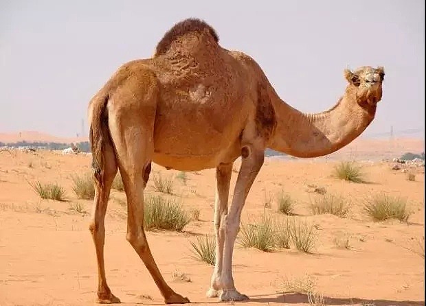 射杀骆驼因为他们喝了太多水？澳洲表示：我不是，我没有，你们真的误会了！ - 6