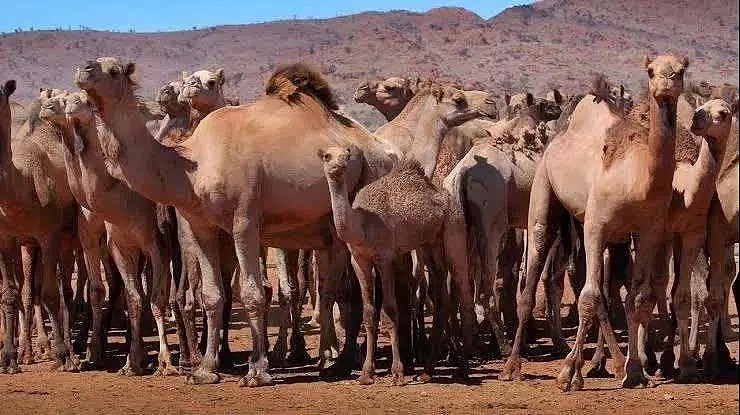 射杀骆驼因为他们喝了太多水？澳洲表示：我不是，我没有，你们真的误会了！ - 7