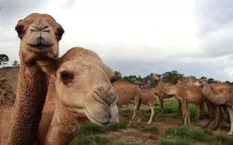 射杀骆驼因为他们喝了太多水？澳洲表示：我不是，我没有，你们真的误会了！ - 8
