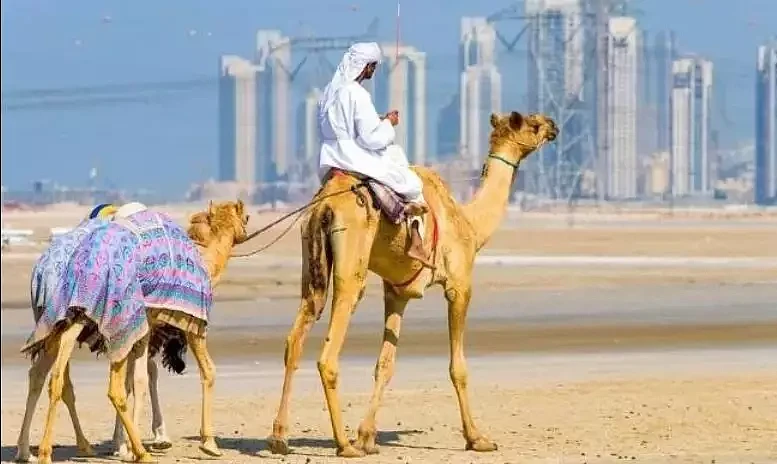 射杀骆驼因为他们喝了太多水？澳洲表示：我不是，我没有，你们真的误会了！ - 12