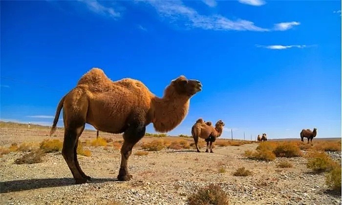 射杀骆驼因为他们喝了太多水？澳洲表示：我不是，我没有，你们真的误会了！ - 13