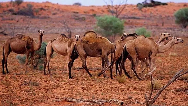 射杀骆驼因为他们喝了太多水？澳洲表示：我不是，我没有，你们真的误会了！ - 14
