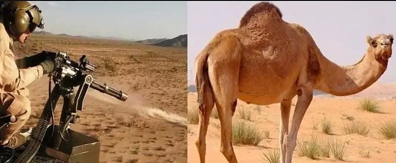 射杀骆驼因为他们喝了太多水？澳洲表示：我不是，我没有，你们真的误会了！ - 15