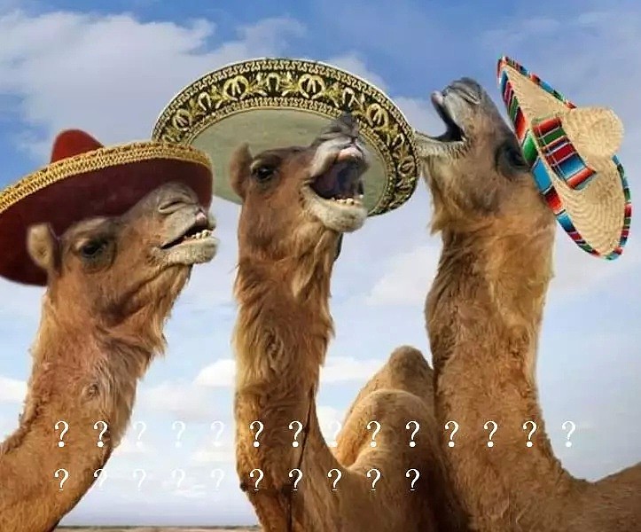 射杀骆驼因为他们喝了太多水？澳洲表示：我不是，我没有，你们真的误会了！ - 18
