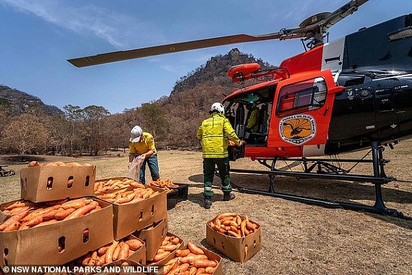 23404080-7880659-NSW_National_Parks_and_Wildlife_Service_officers_load_boxes_of_c-a-30_1579054093513.jpg,0