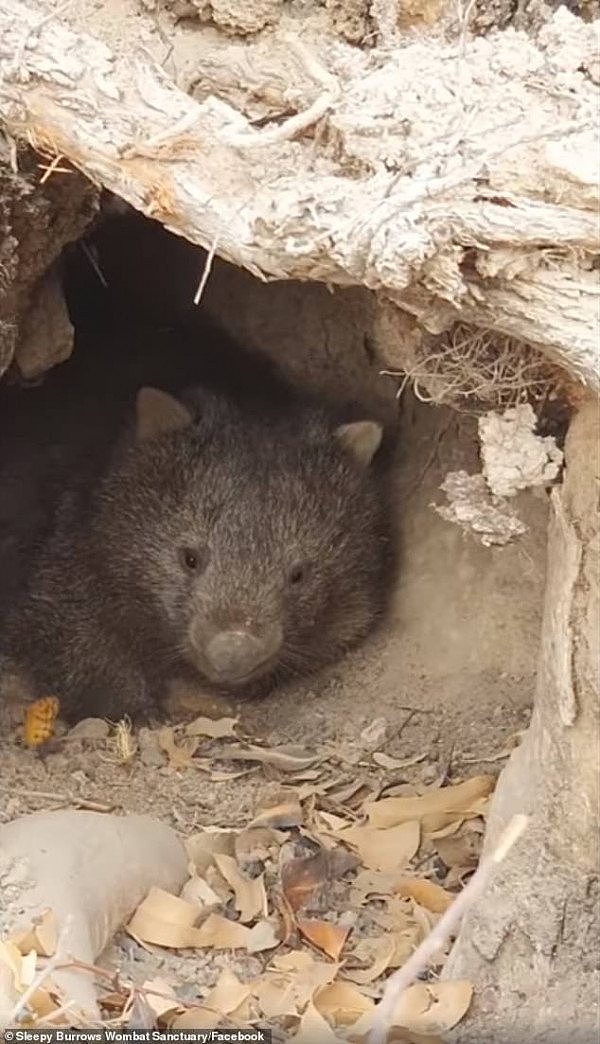 23407206-7887959-PICTURED_Wombat_Rescue_and_Sleepy_Burrows_Wombat_Sanctuary_captu-a-6_1579049191035.jpg,0
