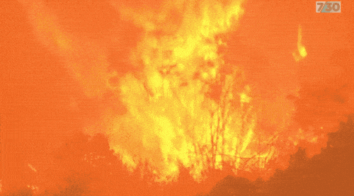 澳洲大火燃烧的第131天，1120万公顷，相当于从北京烧到了厦门...（组图） - 19