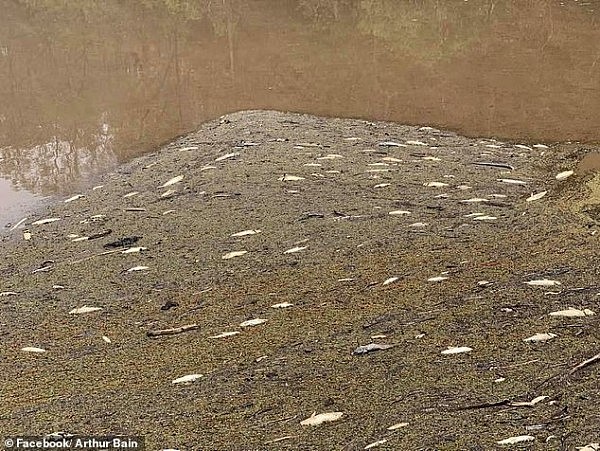 新州河流“恐怖”景象曝光！鱼类集体死亡，死尸遍布，真相竟是...（视频/组图） - 2
