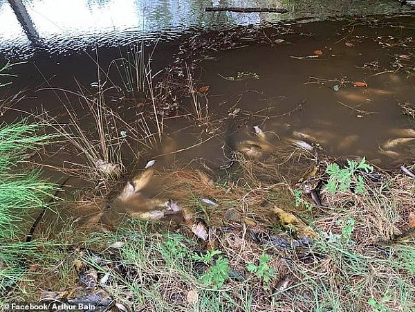 新州河流“恐怖”景象曝光！鱼类集体死亡，死尸遍布，真相竟是...（视频/组图） - 4