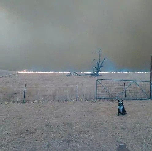 【宠物】澳洲大火杀出一个大英雄，狂救900条生命！而他，居然是只狗... - 11