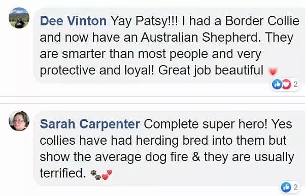 【宠物】澳洲大火杀出一个大英雄，狂救900条生命！而他，居然是只狗... - 15