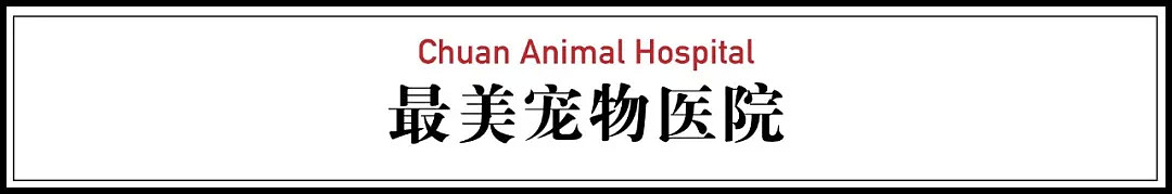 【深读】中国最美宠物医院，走进来真的感觉被“治愈”（组图） - 6