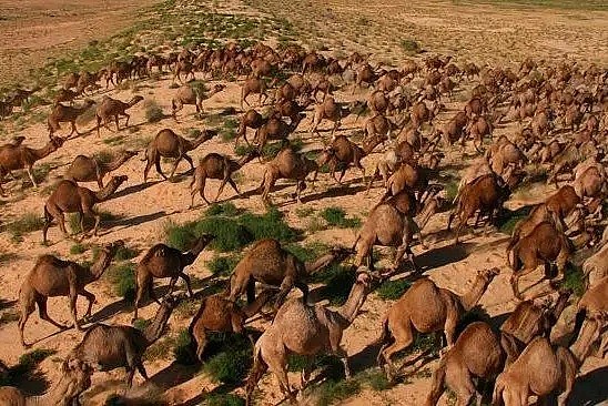 澳洲政府为灭火射杀上万野生骆驼？真相其实是…（组图） - 6