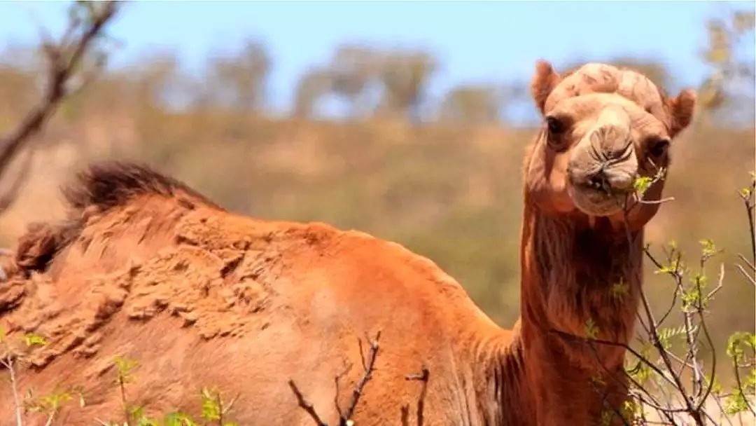 澳洲政府为灭火射杀上万野生骆驼？真相其实是…（组图） - 1