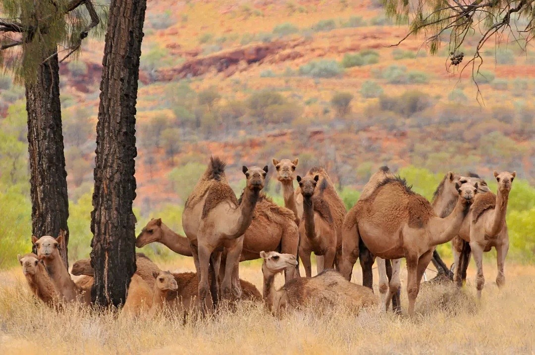 澳洲政府为灭火射杀上万野生骆驼？真相其实是…（组图） - 4