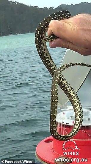 不容易！小蟒蛇满满求生欲！新州救援人员：疑似为保命逃离火海（视频/组图） - 2