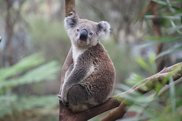 koala.jpg,0