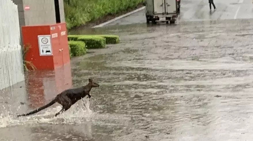 澳洲大雨洪涝上CCTV！水淹道路房屋，开车如开船 - 50