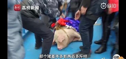 Low到爆！重庆景区开业让肥猪蹦极，周围传来猪叫般的笑声（视频/组图） - 2