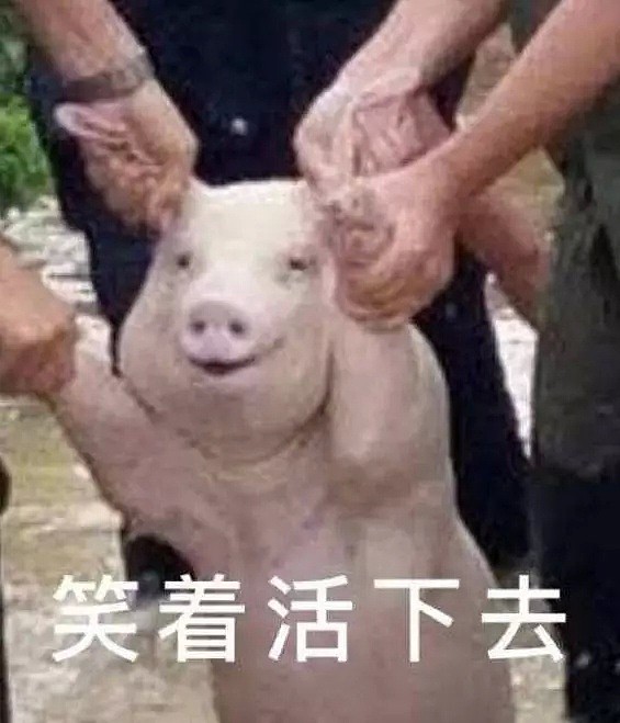 Low到爆！重庆景区开业让肥猪蹦极，周围传来猪叫般的笑声（视频/组图） - 1