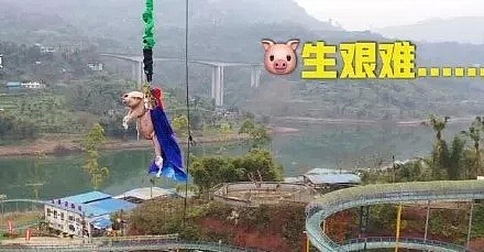 Low到爆！重庆景区开业让肥猪蹦极，周围传来猪叫般的笑声（视频/组图） - 7