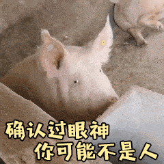Low到爆！重庆景区开业让肥猪蹦极，周围传来猪叫般的笑声（视频/组图） - 8