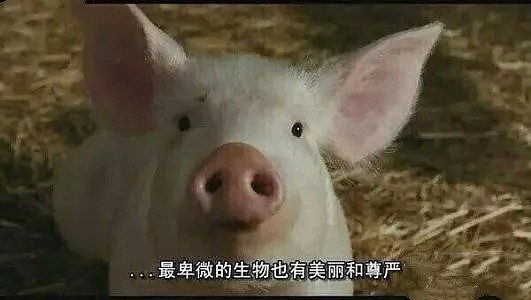 Low到爆！重庆景区开业让肥猪蹦极，周围传来猪叫般的笑声（视频/组图） - 17