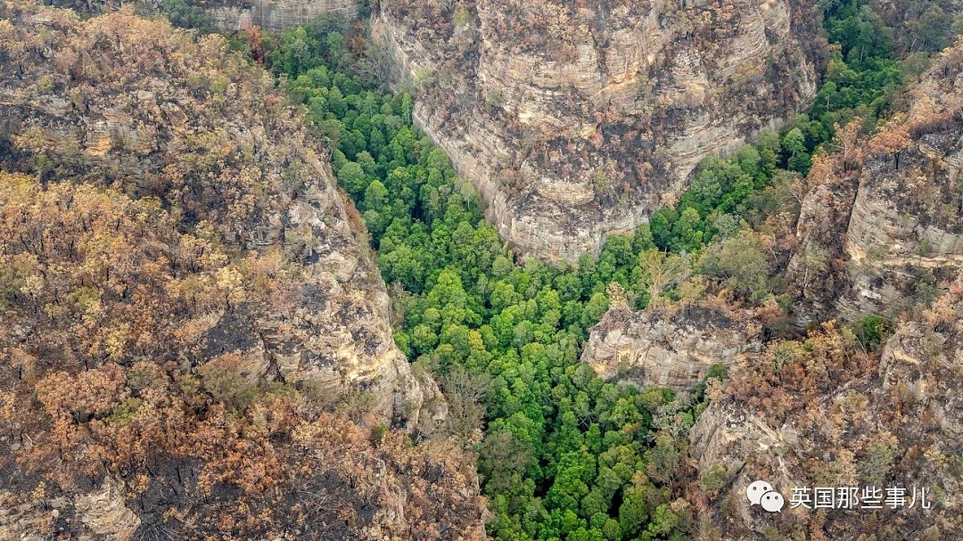 这群存在2亿年的古树差点在澳洲山火中灭绝..所幸有一群人，力挽狂澜！ - 10
