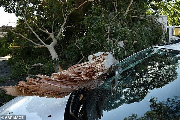 23656216-7909517-A_car_damaged_by_a_fallen_tree_at_Caringbah_in_Sydney_Tuesday_af-a-38_1579567753084.jpg,0