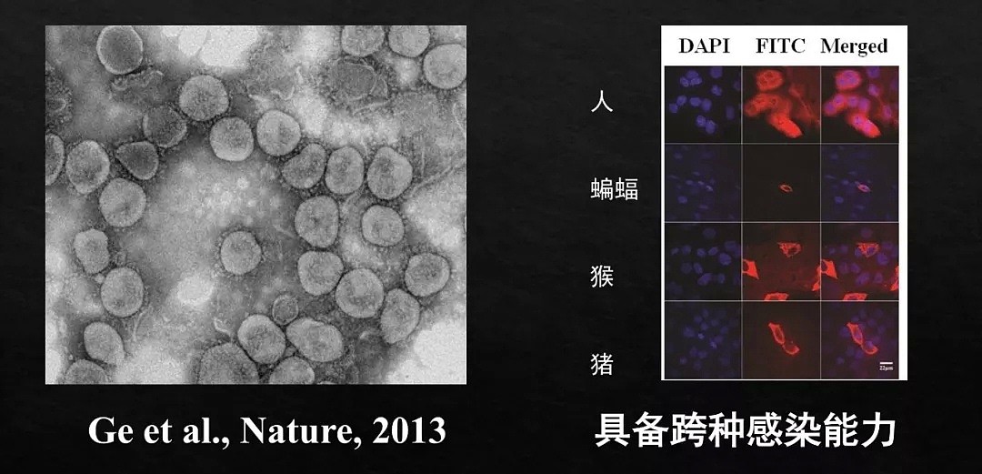 可怕病毒源头竟是这些！作死吃野味的人正把全国人民生命当儿戏！（组图） - 19