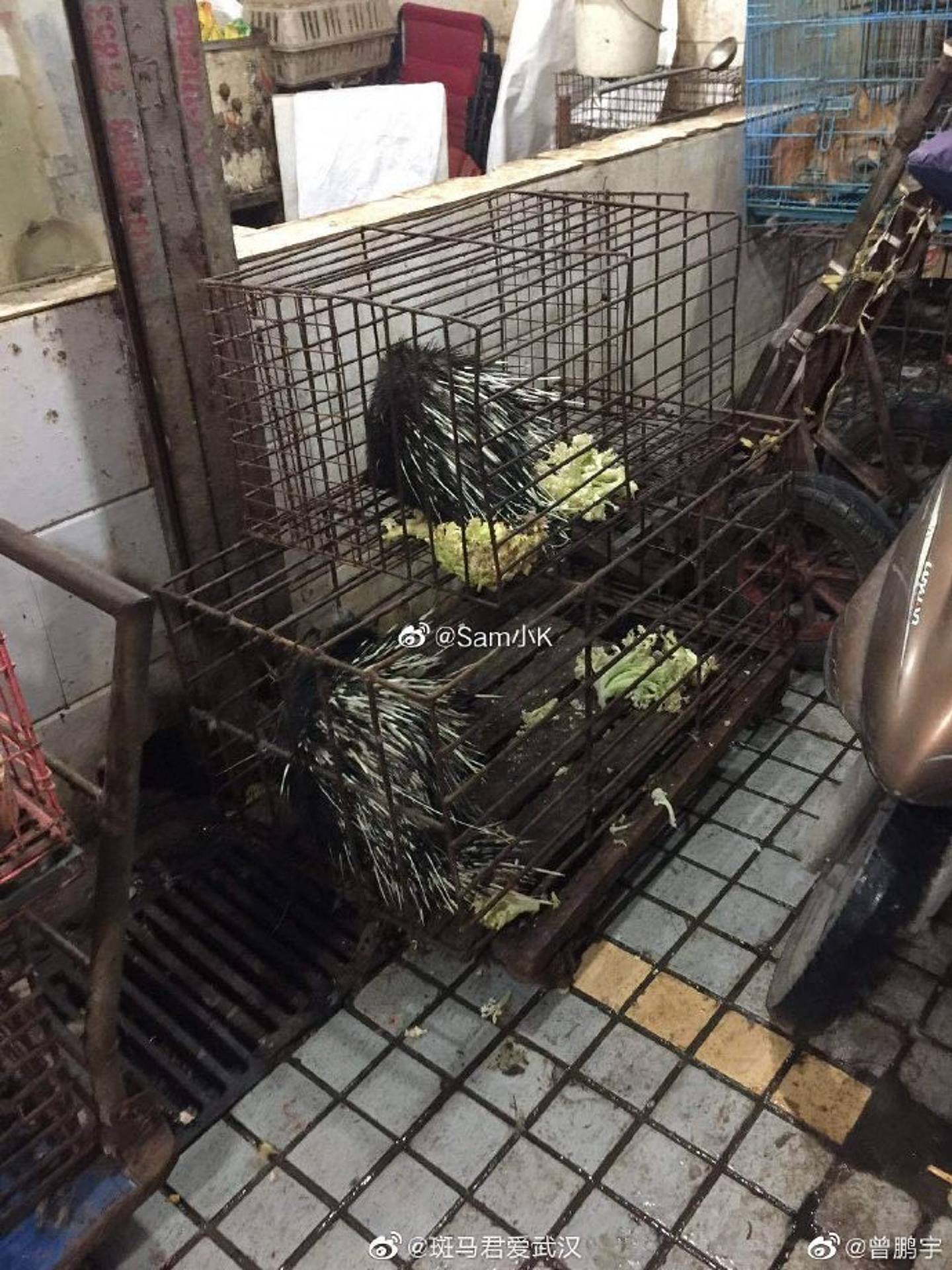 网民曝光涉事的华南海鲜市场曾售卖大量野味，以铁笼锁住。 （微博）