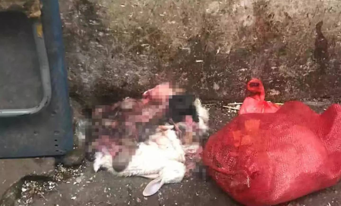 华南海鲜市场西区六街尽头遗弃的动物尸体和内脏。 （红星新闻）