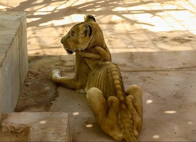 苏丹动物园环境恶劣，笼子生锈一地腐肉，五只非洲狮瘦成皮包骨