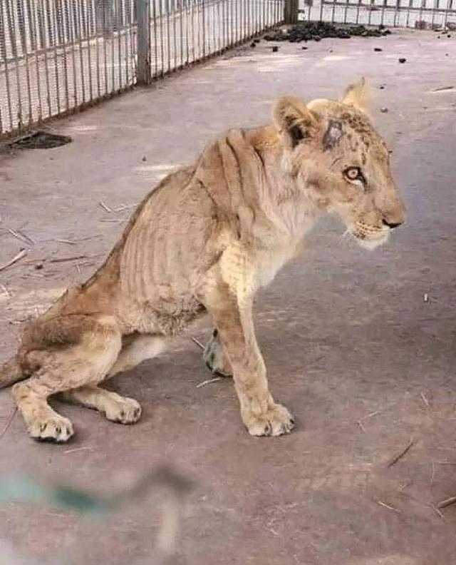苏丹动物园环境恶劣，笼子生锈一地腐肉，五只非洲狮瘦成皮包骨